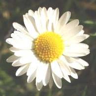 Bellis Perennis