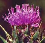 Silybum marianum
